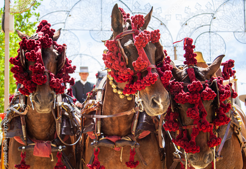 Fototapeta premium Tres caballos andaluces en la Feria del Caballo, Jerez de la Frontera