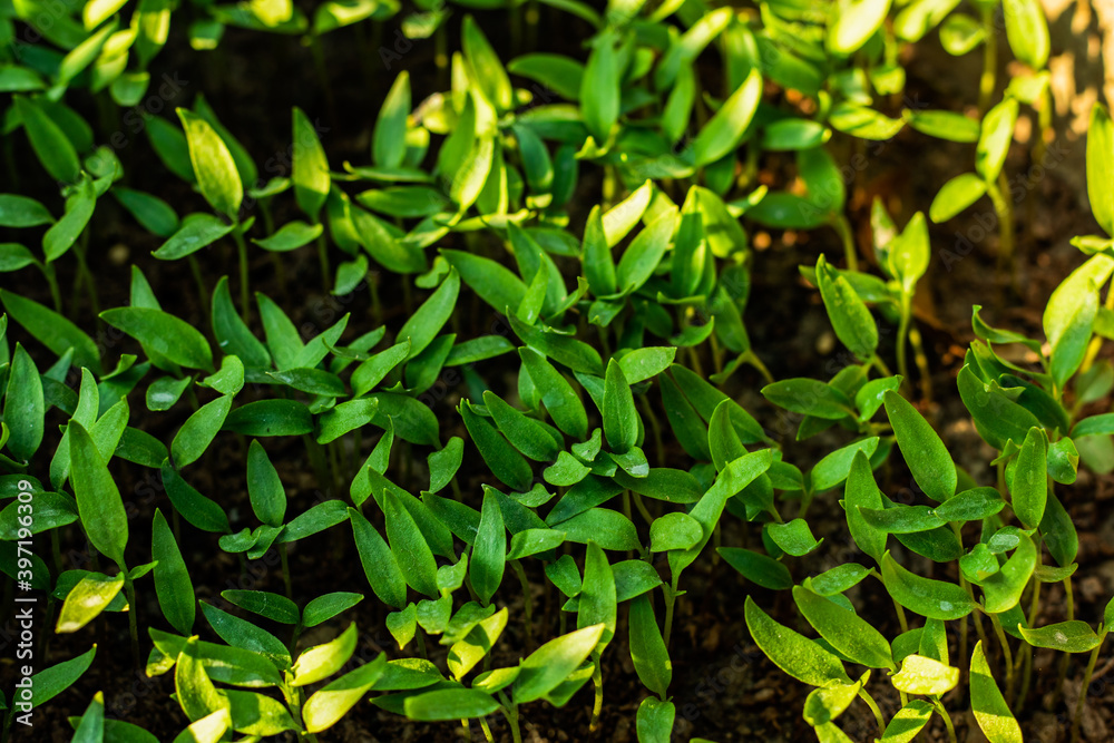 Fototapeta premium So many seeding Marigold plants in the home garden