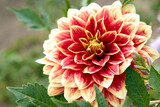 Red-yellow dahlia flower on a background of green leaves. Close-up, blurred background, selective focus.