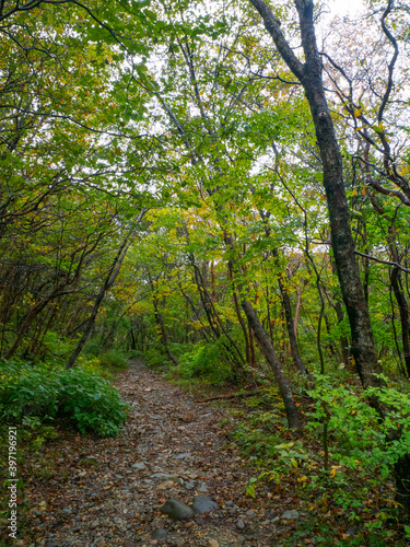 Gravel trail in a forest (Tochigi, Japan)