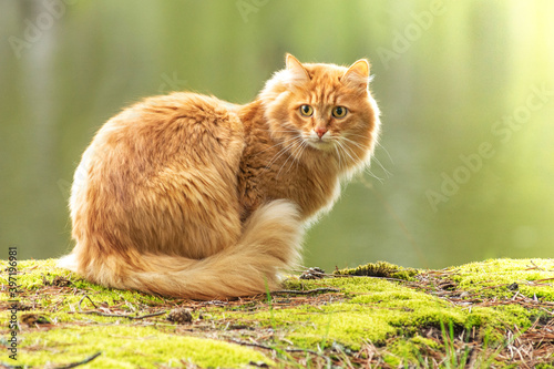 portrait red fur cat in green summer grass near river with sun glare in background