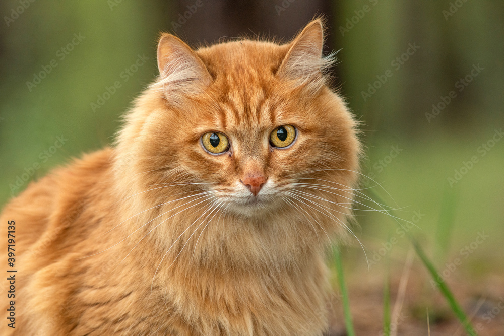 portrait red fur cat in green summer grass with sun glare in background portrait red fur cat in green summer grass with sun glare in background