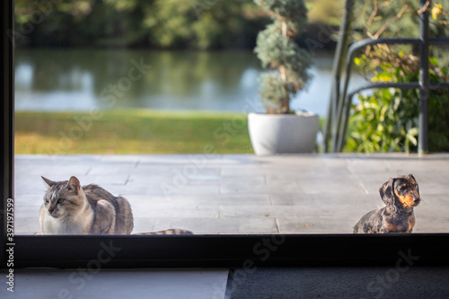 Distanciation sociale entre le chat et le chien