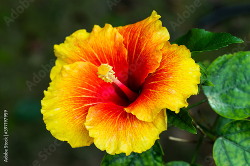 Colorful big joba flower or Hibiscus rosa-sinensis from china photo