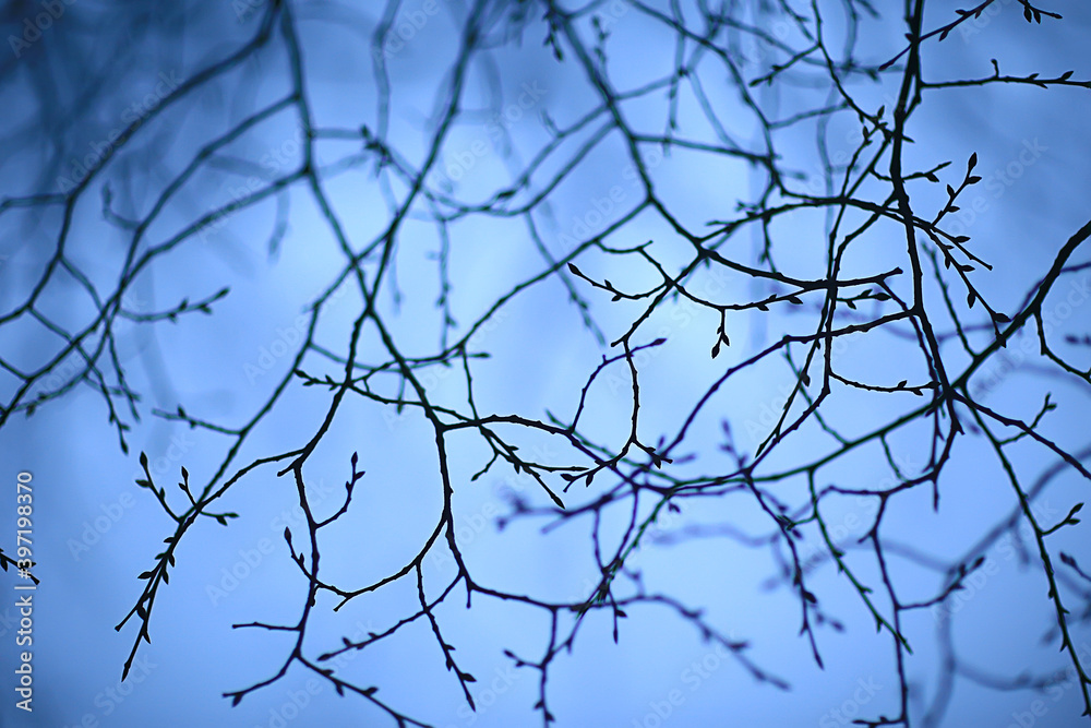 branches without leaves evening autumn, abstract seasonal background sadness