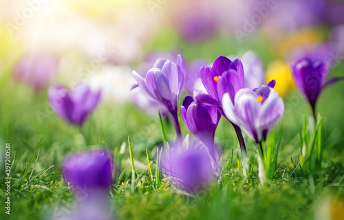 Closeup view of the spring flowers in the park