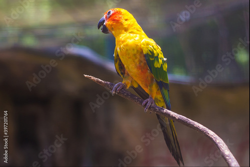 Canvas Print Parrot in Kuala Lumpur Bird  Park, Malaysia