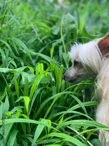 Chinese dog loves grass  photo