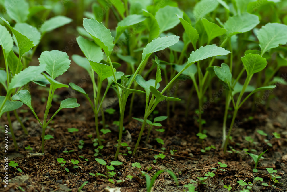Broccoli seedlings plants grown from the seeds Broccoli seedlings plants grown from the seeds