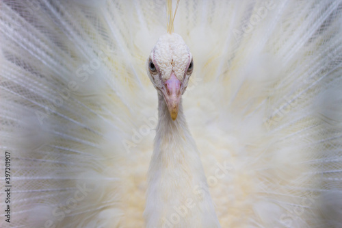 Canvas Print White Peacock in Kuala Lumpur Bird Park, Malaysia