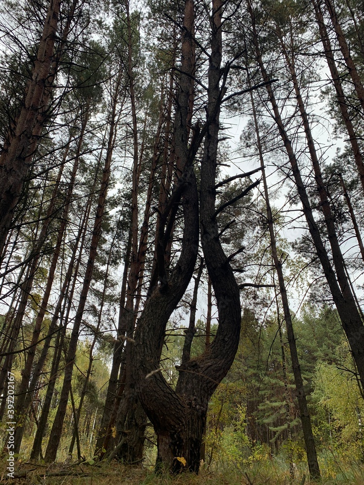 Obraz premium trees in the forest