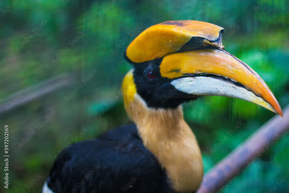 Great hornbill in Kuala Lumpur Bird Park, Malaysia Great hornbill in Kuala Lumpur Bird Park, Malaysia