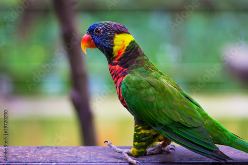 Photography Parrot in Kuala Lumpur Bird  Park, Malaysia