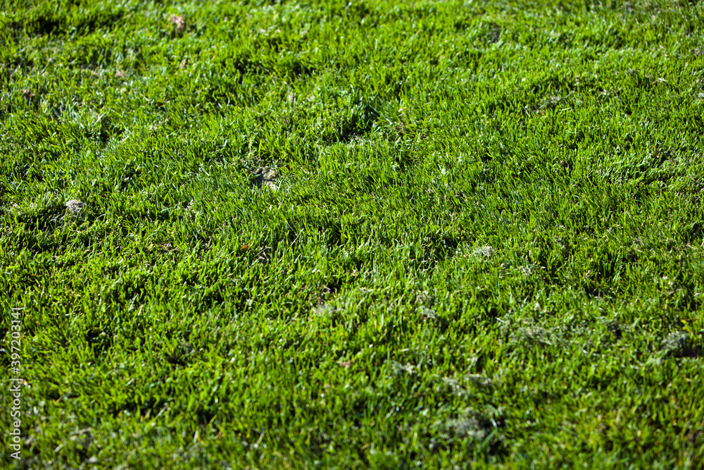 Close-up of grass