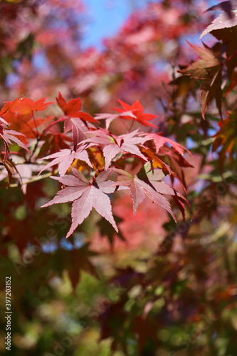 紅葉 もみじ 赤い 秋 和風 日本 落ち着いた