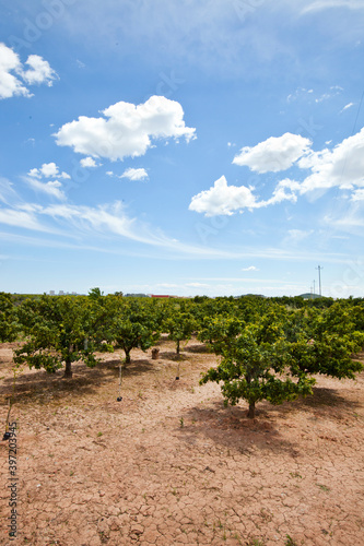 Orange orchard, Valencia Spain