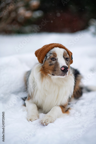 Fototapeta Naklejka Na Ścianę i Meble -  Australian Shepherd in a beanie. Hipster dog. A chilly puppy in a knitted hat sits outside under a snowfall. Warm winter clothes for pets