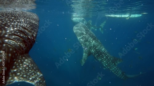 Big whale shark (Rhincodon typus) feeding on plancton behind boat at night and swims in blue water in Maldives,Bohol Sea, Oslob, Cebu, Philippines, Southeast Asia.