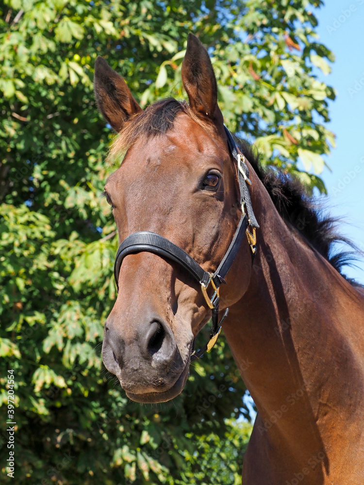 Obraz premium Bay Horse Headshot