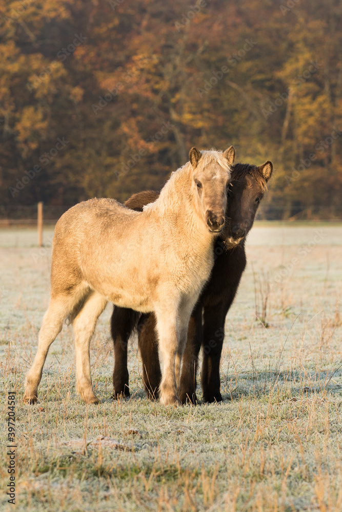 Fototapeta premium Islandpferde klein