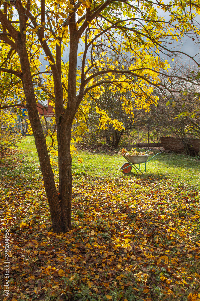 Garden steel wheelbarrow staying under colorful autumn tree with yellow leaves. Concept preparing garden for winter season Garden steel wheelbarrow staying under colorful autumn tree with yellow leaves. Concept preparing garden for winter season