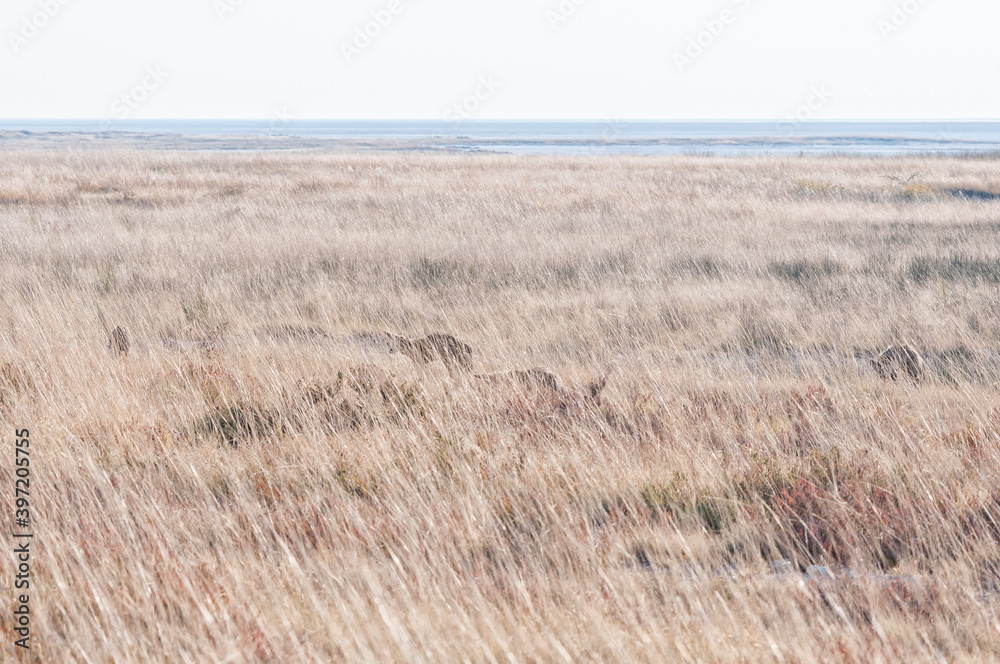 Family of bat-eared foxes hiding in a grass field