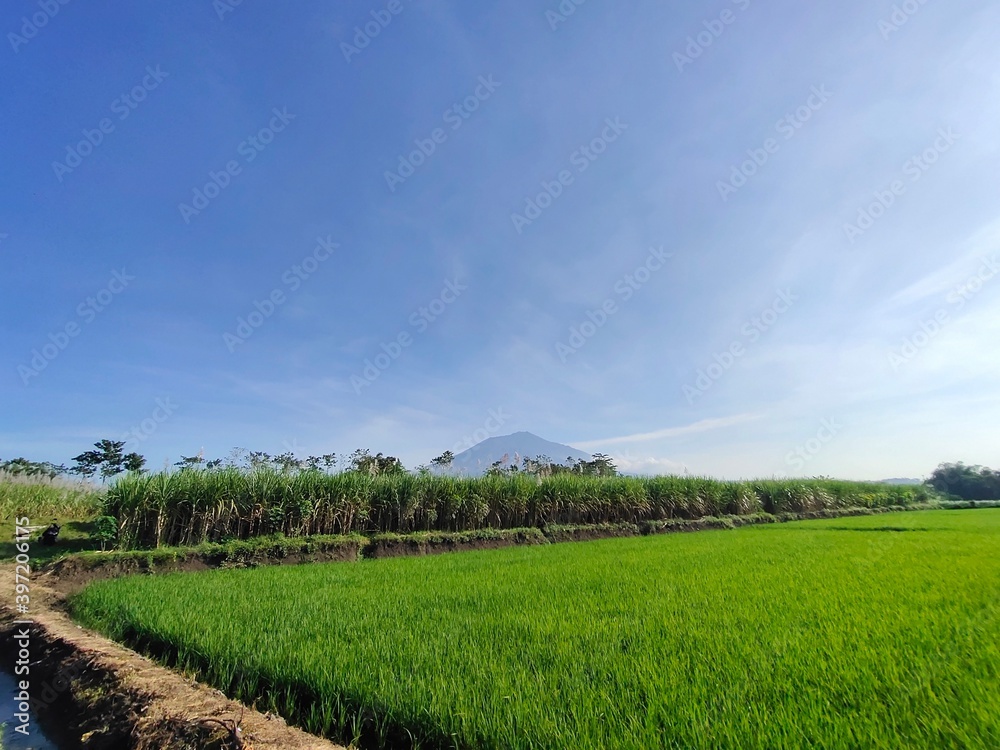 Obraz premium paddy field