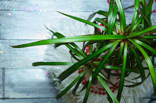 Christmas background. Palm tree decorated with Christmas toys on a light wooden background.