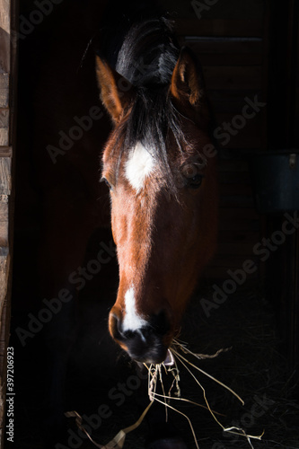 Beautiful brown horse eating hay in wooden stable, looking out, winter fur