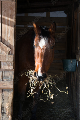 Beautiful brown horse eating hay in wooden stable, looking out, winter fur