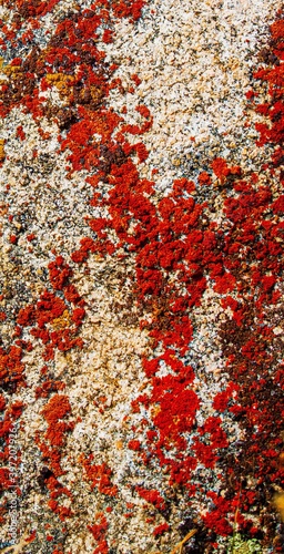 red carpet texture background © KAIRZHAN