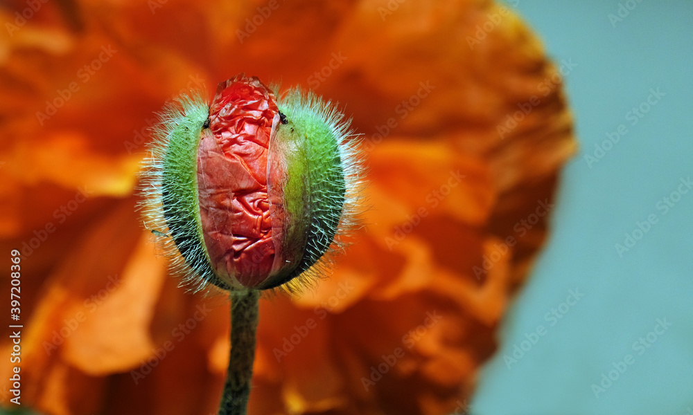 Obraz premium Poppy bud