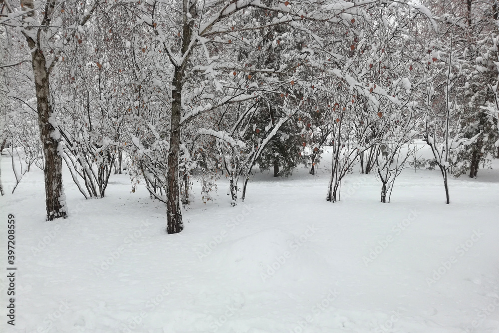 Beautiful trees covered with snow and snow in foreground. Image with place for text