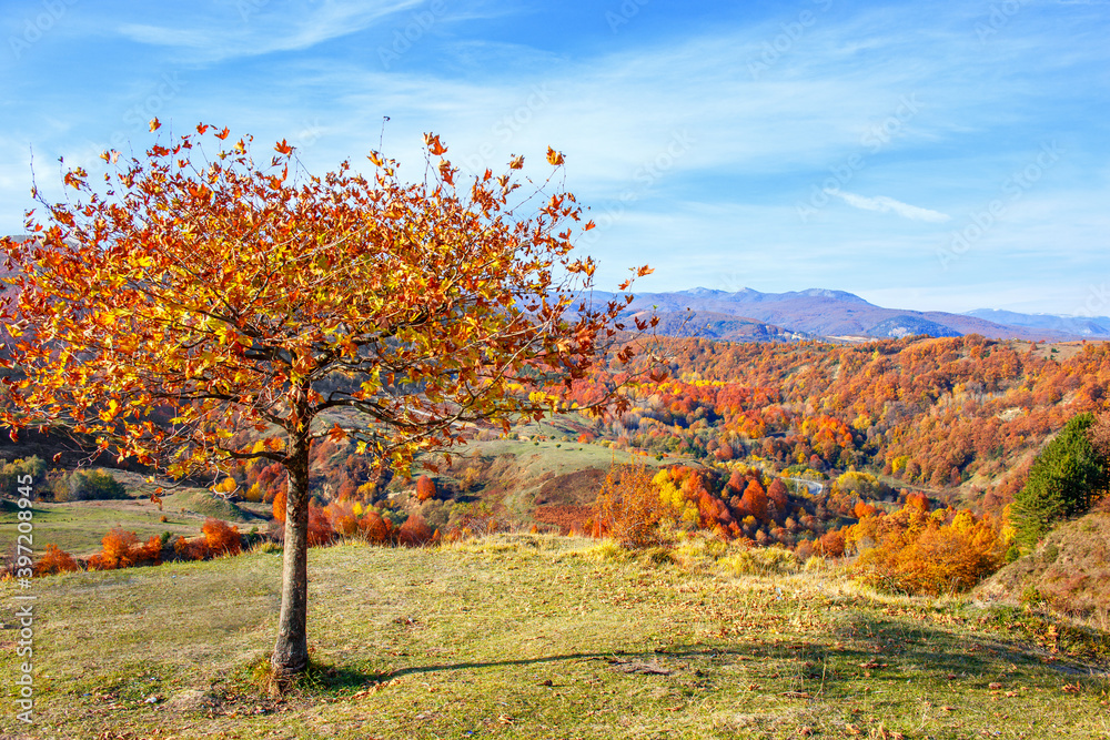 autumn landscape with trees