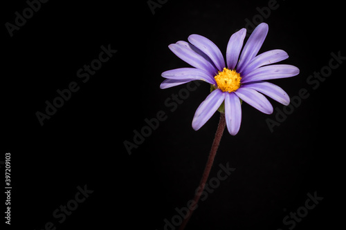 Purple blue and Blue daisy bush (Felicia amelloides) Wild flower growing during spring, Cape Town, South Africa photo