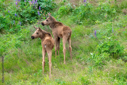 Two Moose calves in the wilderness of northern Norway