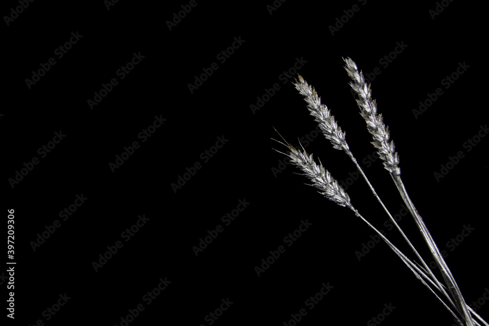three silver pieces of wheat isolated on black background flat lay three silver pieces of wheat isolated on black background flat lay