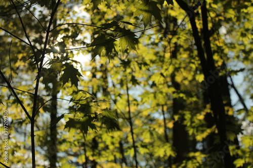 leaves in the forest against the sun