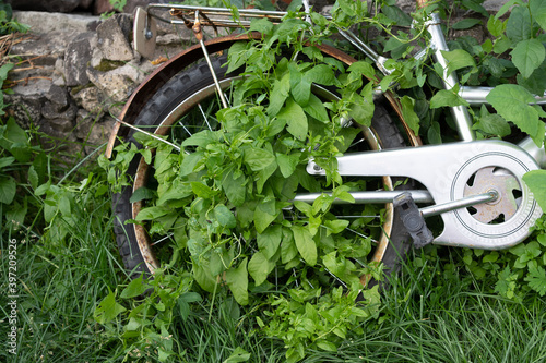 Old rusty abandoned cycle bicycle overgrown with grass and climbing plants photo