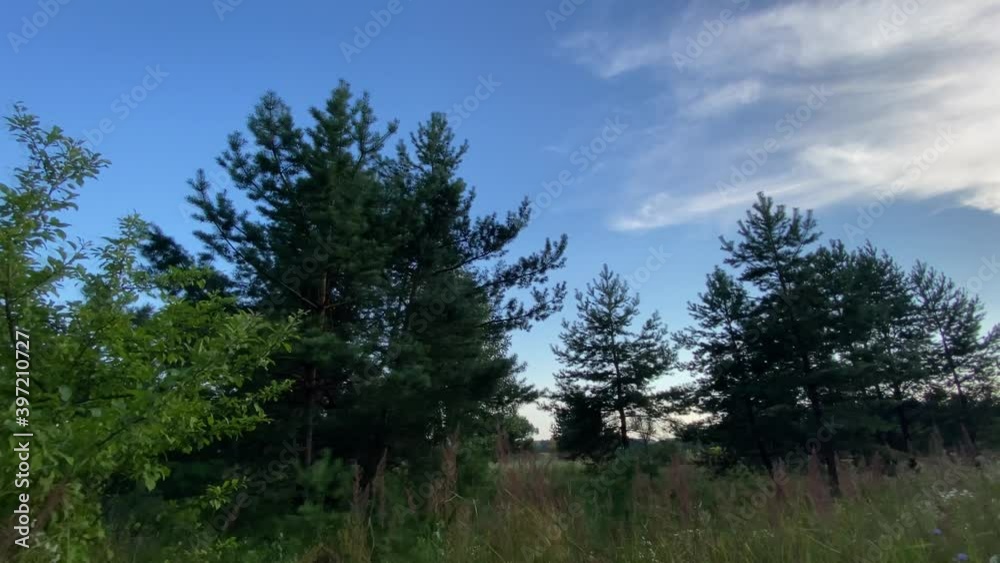 A walk in nature on a summer evening when the sun is hidden behind the horizon and dusk is falling A walk in nature on a summer evening when the sun is hidden behind the horizon and dusk is falling