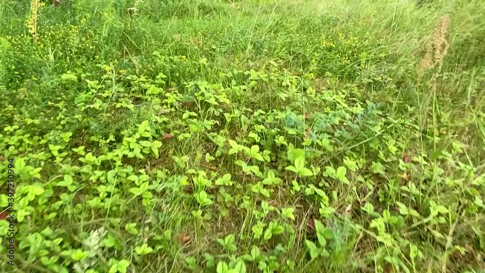 Close-up shot of a slow-motion flight over strawberry plants and grass on a sunny summer day Close-up shot of a slow-motion flight over strawberry plants and grass on a sunny summer day