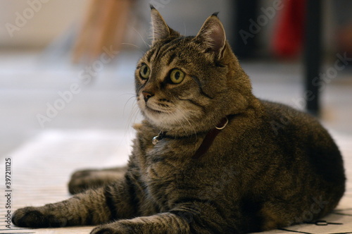 Fototapeta Naklejka Na Ścianę i Meble -  tabby cat portrait