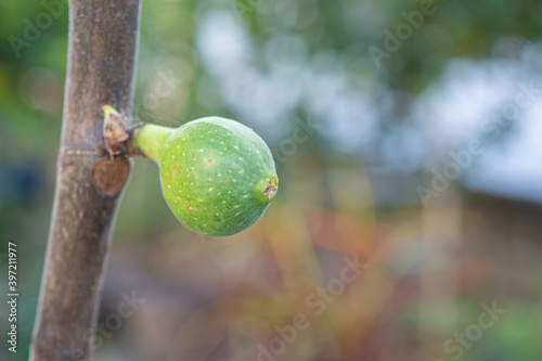 Tableau sur toile Close-up photo of green unripe fig fruit growth on a branch