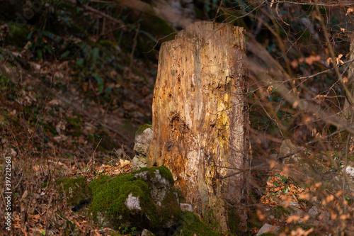 Baumstumpf - Tree stump