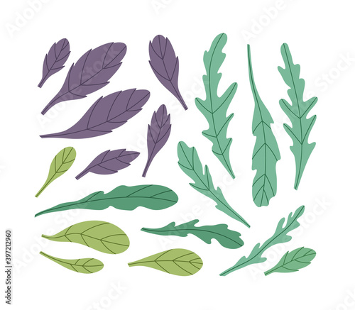 Vector illustration of green and violet basil, and arugula. Set of greens isolated on white background. Hand-drawn. Suitable for illustrating healthy eating, recipes, local farm.
