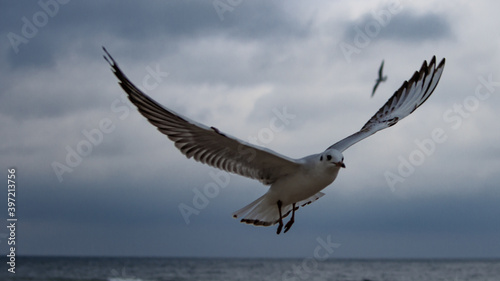Seagulls on the beach of the Baltic Sea