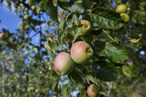 Close-up of apples ripening on tree