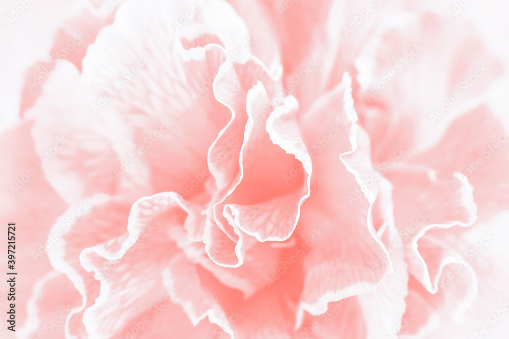 Light coral pink carnation flower background, close up