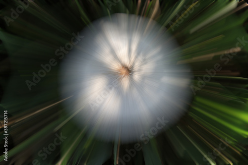 Abstract blur zoom patterns are obtained by processing large mushroom photos.