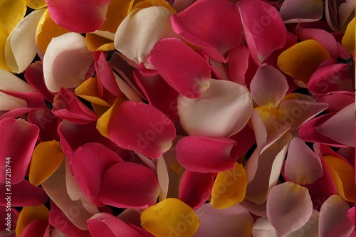 Rose petals rosebush flowers with their colourful textures and patterns photo